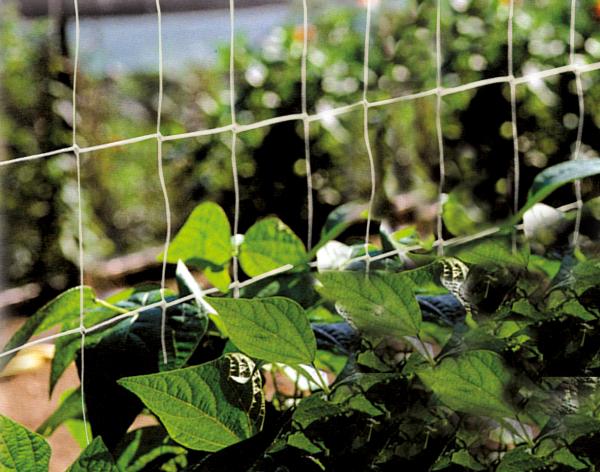 Croissance et protection des végétaux - Filet à Ramer - 2 m x 5 m - face recto